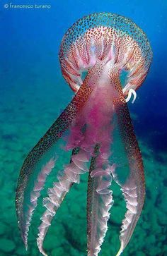 a jellyfish swimming in the ocean with it's head turned towards the camera