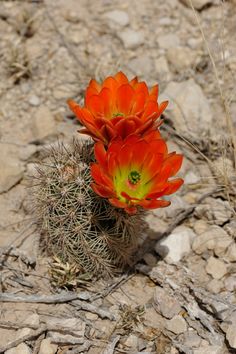 an orange and yellow flower on top of a small cactus plant in the middle of some rocks