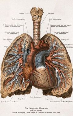 an old diagram of the human heart and lungs