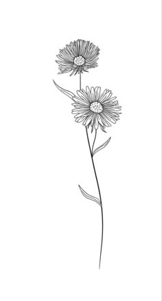 Gerber Flower Tattoo, Long Stem Daisy Tattoo, Fine Line Gerbera Tattoo, Aster Flower Line Drawing, Small Tattoo Floral, Fine Line Gerbera Daisy Tattoo, Aster Fine Line Tattoo, Daisy Hip Tattoo, Daisy Tattoo Men