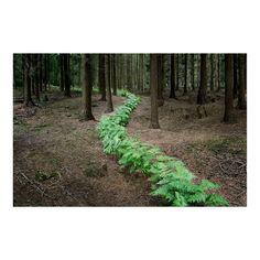 a fern lined path in the middle of a forest