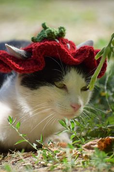 a black and white cat with a red hat on it's head laying in the grass