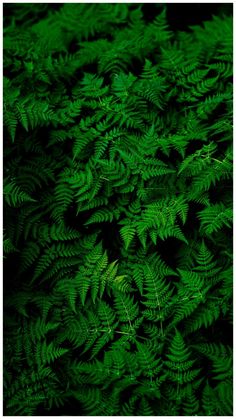 green leaves are lit up in the dark