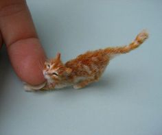 a tiny orange and white kitten is being held by a person's finger,