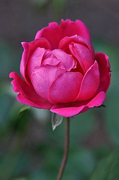 a single pink rose with green leaves in the background