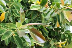 green leaves are growing on the branches of trees