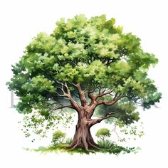 an illustration of a tree with green leaves