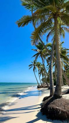 the beach is lined with palm trees and white sand