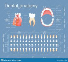 Infographics Illustration, Medicine Label, Dentistry Humor