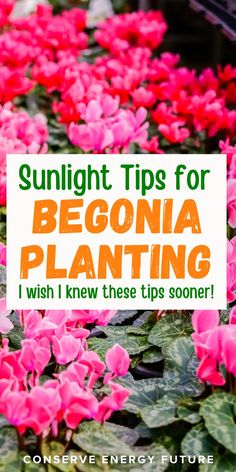 pink flowers with text overlay saying sunlight tips for begona planting i wish i knew these tips soon