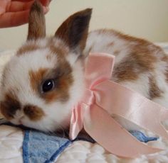 a small rabbit with a pink ribbon around its neck