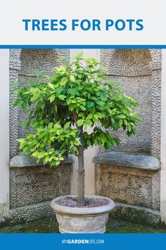 a small tree in a pot with the words trees for pots on it and an image of