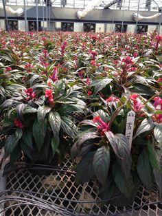 the plants are blooming in the greenhouse