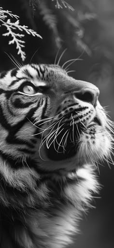 a black and white photo of a tiger looking up at something in the air with its mouth open