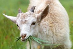 a close up of a goat with grass in its mouth