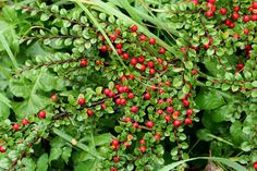 red berries are growing on the green leaves