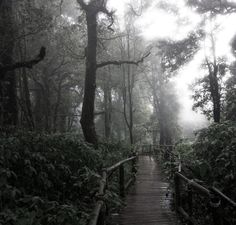 a wooden walkway in the middle of a forest