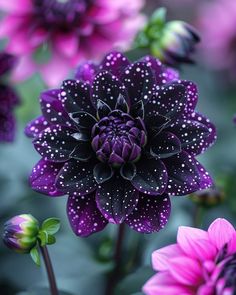 purple and black flowers with water droplets on their petals are in the middle of an image