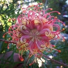 a close up of a flower on a tree branch