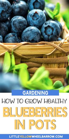 blueberries in a basket with the title gardening how to grow healthy blueberries in pots