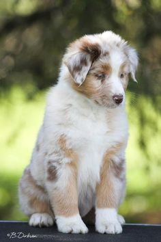 a white and brown puppy sitting on top of a table