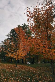 trees with orange and yellow leaves on the ground in front of a cloudy sky,