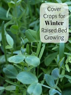 the cover crops for winter raised bed growing is shown in front of some green leaves