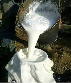 a person pouring milk into a bucket