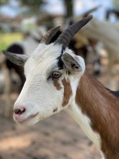 a goat with long horns standing in front of other goats on a dirt ground and trees