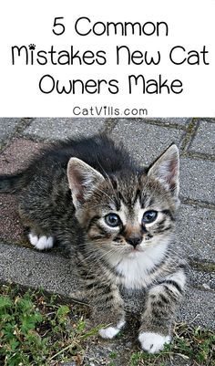 a kitten sitting on the ground with text overlay that reads 5 common mistakes new cat owners make