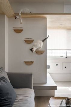 two cats are climbing on the shelves in this living room