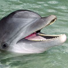 a dolphin with its mouth open and it's teeth wide open in the water