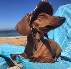 a small brown dog laying on top of a blue blanket next to the ocean and beach