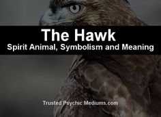 the hawk spirit animal, symboism and meaning - trusted psychic mediums