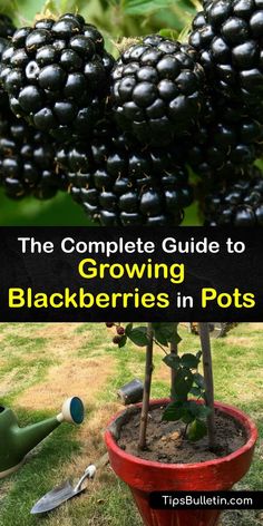 the complete guide to growing blackberries in pots