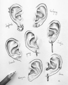 a pencil drawing of different types of ear