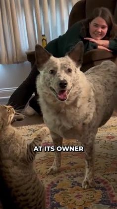 a woman sitting in a chair next to a dog and cat with the caption at its owner