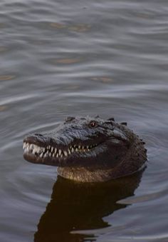 an alligator is swimming in the water