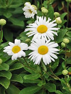 three white daisies with yellow centers surrounded by green leaves