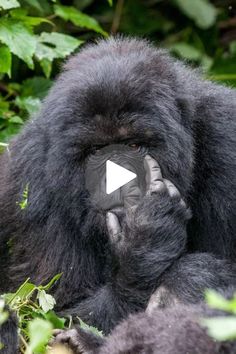 a mountain gorilla holding a piece of black material in its mouth and chewing on it's nose