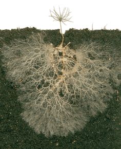 an image of a plant that is growing out of the ground with roots on it