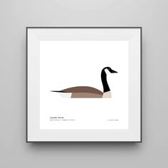 a black and brown duck on a white background with the words canada goose above it