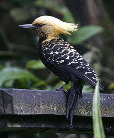 a bird with yellow and black feathers sitting on top of a wooden fence next to green plants