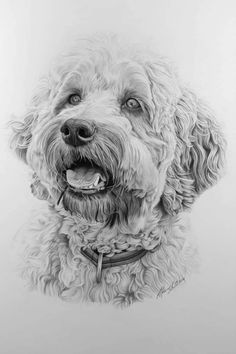 a black and white drawing of a dog