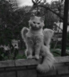 a white cat sitting on top of a brick wall