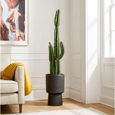 a large cactus in a black pot on a wooden floor next to a white chair