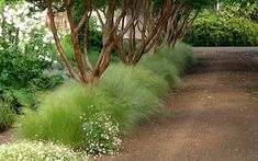 the grass is growing along the side of the road in front of trees and bushes