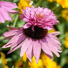 pink flower with yellow flowers in the background