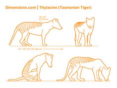 three different types of animals are shown in this diagram