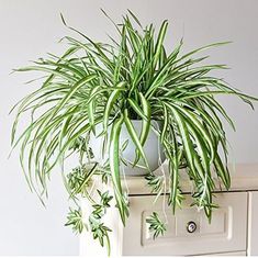 a potted plant sitting on top of a dresser